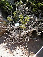 Helychrysum - Helychysum petiolare (en Corse) (01) (Photo F. Mrugala)